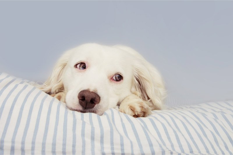 Adult Dogs and Separation Anxiety