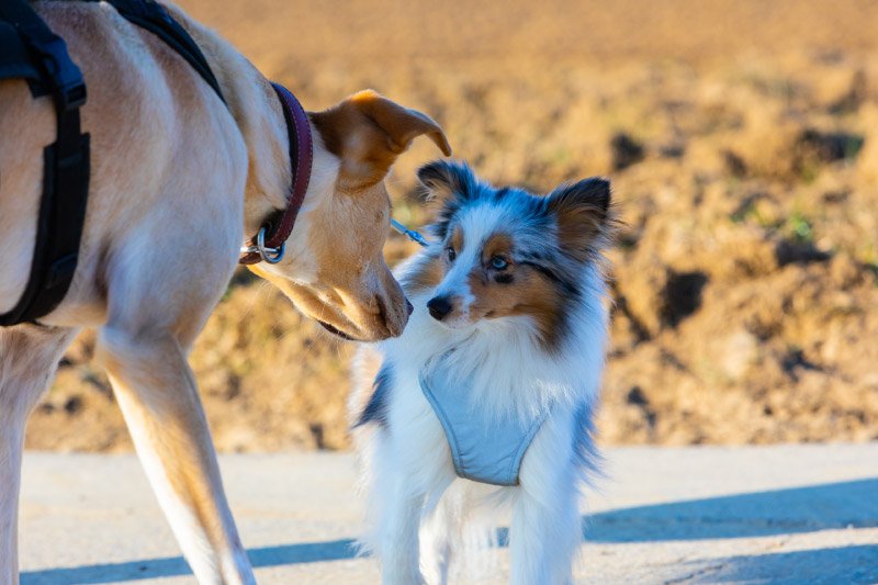 Introducing Your New Dog to Your Other Pets 