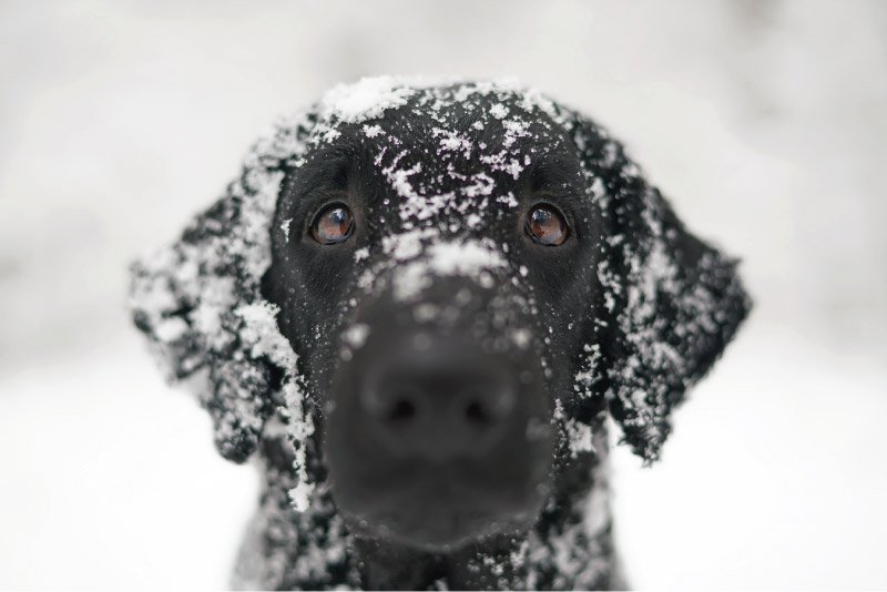 Keeping Your Dog Warm this Winter 