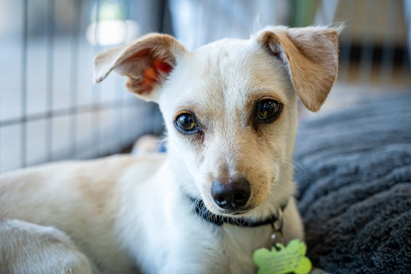 Canines and Kennel Cough